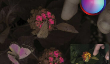 Vasas et al. show 3 male orange sulphurs (Colias eurytheme). These butterflies display strong angle-dependent UV iridescence on the dorsal side of their wings. The UV-iridescent portions appear more orange to the human observer than the otherwise yellow wings (see human-visible inset). The avian false color depiction (main image) is based on the coordinates of the receptor noise-limited (RNL) opponent space. Coordinates in this space represent differences in an animal’s photoreceptor responses, and the distances between the coordinates approximate the perceptual distances between the colors. The inset color key illustrates human-visible colors around the perimeter of a circle colored according to RNL coordinates, where UV colors start at the epicenter and mix with other colors. In this depiction, the UV-iridescent portions appear purple, because they most strongly reflect in the ultraviolet and the red part of the spectrum. The ventral part of the wings, visible when the animals are in their resting position, are depicted as gray-brown, just like the leaves, as they are close to the achromatic point. Image credit: Vasas et al., doi: 10.1371/journal.pbio.3002444.