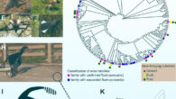 Diversity of avian flush-pursuers, prey with simple neural escape pathways, and the Caudipteryx robot used in behavioral experiments. Image credit: Park et al., doi: 10.1038/s41598-023-50225-x.