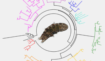 A photograph of the tardigrade Ramazzottius varieornatus, in the center of a phylogeny of CAHS, the largest of the six desiccation-related protein families analyzed by Fleming et al. Image credit: Kazuharu Arakawa, Keio Institute of Advanced Biosciences.