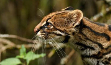 The clouded tiger cat (Leopardus pardinoides). Image credit: Johannes Pfleiderer.