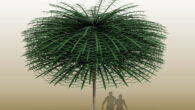 Sanfordiacaulis densifolia. Image credit: Tim Stonesifer.