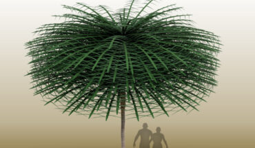 Sanfordiacaulis densifolia. Image credit: Tim Stonesifer.