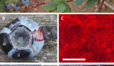 Structural color in wax bloom produces blue appearance on fruits across a wide phylogeny: (A) undamaged highbush blueberries growing on the plant; (B) blueberry with (i) unmodified wax, (ii) mechanical wax removal, (iii) chloroform wax removal, (iv) surface application of (almost) index-matching oil, (v) surface application of water, (vi) outer skin peeled to reveal flesh, and (vii) underside of peeled skin; (C) transmission optical microscopy of peeled blueberry skin from internal edge showing red pigmentation in epidermal cells. Scale bar - 200 μm; (D) (i and ii) a selection of plum (Prunus domestica) fruits with different cell pigmentation, (i) with wax intact and (ii) with wax removed. Image credit: Middleton et al., doi: 10.1126/sciadv.adk4219.