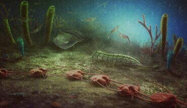 An artistic reconstruction of the Cabrières Biota: in the foreground, a row of Ampyx (trilobites) and various shelly organisms, including brachiopods and a hyolith (bottom left corner); behind the trilobites, a lobopodian, a chelicerate, cnidarians (blue), sponges (green), thin branching algae (red and green) and hemichordate tubes (purple), along with some mollusks; bivalved arthropods inhabit the water column along with graptolites. Image credit: Christian McCall, Prehistorica Art.