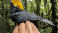 The yellow-crested helmetshrike (Prionops alberti). Image credit: University of Texas at El Paso.