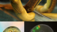 These images show adult sea lampreys (top and left) and a developing sea lamprey embryo. Image credit: Stowers Institute for Medical Research.