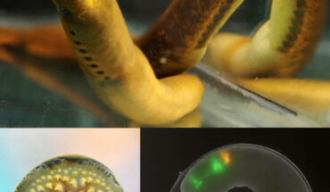 These images show adult sea lampreys (top and left) and a developing sea lamprey embryo. Image credit: Stowers Institute for Medical Research.