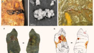 Photographs, drawings, and details of stone tools from Le Moustier, France. Image credit: D. Greinert / Schmidt et al., doi: 10.1126/sciadv.adl0822.