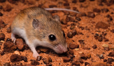 The Pilbara delicate mouse (Pseudomys pilbarensis). Image credit: Ian Bool.