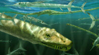 Restoration of Dinocephalosaurus orientalis depicted among a shoal of the large, predatory actinopterygian fish, Saurichthys. Image credit: Marlene Donnelly.