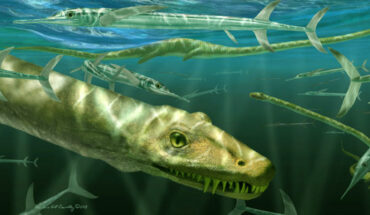 Restoration of Dinocephalosaurus orientalis depicted among a shoal of the large, predatory actinopterygian fish, Saurichthys. Image credit: Marlene Donnelly.