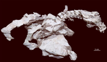 The type specimens of Datai yingliangis reconstructed in situ; the head, cervical, and thoracic regions of the specimens were discovered and extracted from a single block. Image credit: Xing et al., doi: 10.18435/vamp29396.