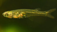 Danionella cerebrum has a pair of extrinsic, indirect sonic muscles that house the drumming cartilage. When a sonic muscle contracts, the fifth rib is pulled anteriorly and builds tension as it pulls the cartilage. The sudden release of the cartilage causes it to rapidly strike the swim bladder, producing a short, loud pulse. A burst of pulses is generated with either bilaterally alternating or unilateral muscle contractions. In sum, this mechanism enables loud and stereotyped sounds that can be elicited in structured sequences, making it a unique solution for acoustic communication and ultrafast skeletal motion in vertebrates surpassing the limitation of muscle contraction speed. Image credit: Ralf Britz, Senckenberg Natural History Collections.