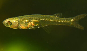 Danionella cerebrum has a pair of extrinsic, indirect sonic muscles that house the drumming cartilage. When a sonic muscle contracts, the fifth rib is pulled anteriorly and builds tension as it pulls the cartilage. The sudden release of the cartilage causes it to rapidly strike the swim bladder, producing a short, loud pulse. A burst of pulses is generated with either bilaterally alternating or unilateral muscle contractions. In sum, this mechanism enables loud and stereotyped sounds that can be elicited in structured sequences, making it a unique solution for acoustic communication and ultrafast skeletal motion in vertebrates surpassing the limitation of muscle contraction speed. Image credit: Ralf Britz, Senckenberg Natural History Collections.