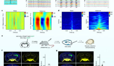 The accumulation of metabolic waste is a leading cause of numerous neurological disorders, yet we still have only limited knowledge of how the brain performs self-cleansing. Jiang-Xie et al. demonstrate that neural networks synchronize individual action potentials to create large-amplitude, rhythmic and self-perpetuating ionic waves in the interstitial fluid of the brain. Image credit: Jiang-Xie et al., doi: 10.1038/s41586-024-07108-6.