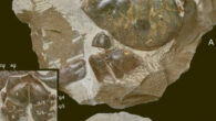 Pseudocarcinus karlraubenheimeri. Scale bars - 5 cm. Image credit: Barry W.M. van Bakel & Àlex Ossó, doi: 10.1080/00288306.2024.2314472.
