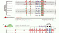 The function of CLV3 in Arabidopsis and tomato is conserved despite extreme divergence in cis-regulatory sequences. Image credit: Ciren et al., doi: 10.1371/journal.pgen.1011174.