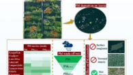 Tomson et al. found that the interplay of macro and micromorphology in green wall plant species determines their particulate matter removal potential. Image credit: Tomson et al. 2024., doi: 10.1016/j.scitotenv.2024.170950.