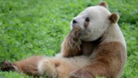 Qi Zai, the only brown panda living in captivity. Image credit: Ailie HM / CC BY-SA 4.0 Deed.