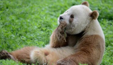 Qi Zai, the only brown panda living in captivity. Image credit: Ailie HM / CC BY-SA 4.0 Deed.