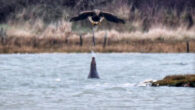 Clare Jacobs captured the rare moment a gray seal (Halichoerus grypus) spits a jet of water at a swooping white-tailed eagle (Haliaeetus albicilla) on the Isle of Wight. Image credit: Clare Jacobs.