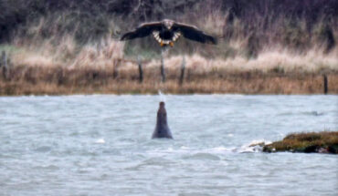 Clare Jacobs captured the rare moment a gray seal (Halichoerus grypus) spits a jet of water at a swooping white-tailed eagle (Haliaeetus albicilla) on the Isle of Wight. Image credit: Clare Jacobs.