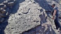 Fossilized ripple marks on the floor of the Calamophyton forest. Image credit: Neil Davies.
