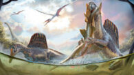 Doing what they do better than any animal that ever evolved, a pair of Spinosaurus aegyptiacus wade into nearshore waters for prey as pterosaurs soar overhead some 95 million years ago on the northern coast of Africa. Image credit: Daniel Navarro.
