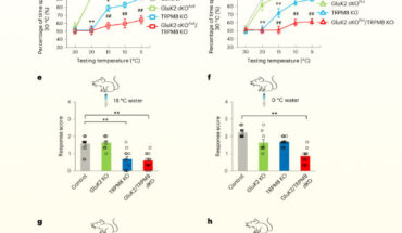 GluK2 KO mice are defective in cold sensing. Image credit: Cai et al., 10.1038/s41593-024-01585-8.