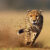 The cheetah (Acinonyx jubatus).