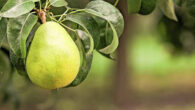 The green Anjou fruit. Image credit: USA Pears.