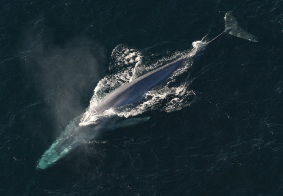 The blue whale (Balaenoptera musculus). Image credit: NOAA.