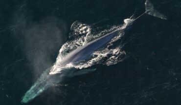 The blue whale (Balaenoptera musculus). Image credit: NOAA.