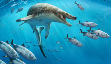 Khinjaria acuta. Image credit: Andrey Atuchin.