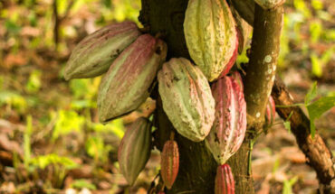 Recent findings document the domestication of cacao tree (Theobroma cacao) in the Ecuadorian Amazon region, its region of origin, by at least 5,300 years ago. Lanaud et al. demonstrate the large landscape of domestication of cacao, out of its area of origin, along the Pacific coast of South America, occurring concurrently during this same early time period and in subsequent time periods. Image credit: Fernando Graniel.