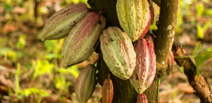 Recent findings document the domestication of cacao tree (Theobroma cacao) in the Ecuadorian Amazon region, its region of origin, by at least 5,300 years ago. Lanaud et al. demonstrate the large landscape of domestication of cacao, out of its area of origin, along the Pacific coast of South America, occurring concurrently during this same early time period and in subsequent time periods. Image credit: Fernando Graniel.