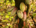 Recent findings document the domestication of cacao tree (Theobroma cacao) in the Ecuadorian Amazon region, its region of origin, by at least 5,300 years ago. Lanaud et al. demonstrate the large landscape of domestication of cacao, out of its area of origin, along the Pacific coast of South America, occurring concurrently during this same early time period and in subsequent time periods. Image credit: Fernando Graniel.