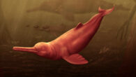 Artistic reconstruction of Pebanista yacuruna. Image credit: Jaime Bran.