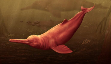 Artistic reconstruction of Pebanista yacuruna. Image credit: Jaime Bran.