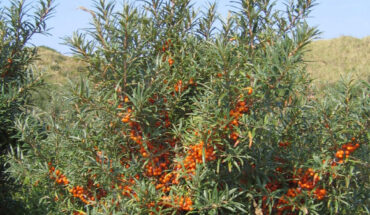 The sea buckthorn (Hippophae rhamnoides). Image credit: Svdmolen / CC BY-SA 3.0 Deed.