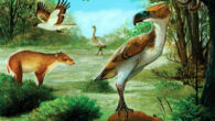 Paleoenvironmental reconstruction of the Early Eocene continental communities of Seymour Island: a large cariamiform bird hunting a medium-sized ungulate and staring at Notiolofos regueroi, a couple of marsupials on a tree, Antarctoboenus carlinii flying on the sky, and a flightless Ratites in the back. Image credit: Carolina Acosta Hospitaleche & Washington Jones, doi: 10.26879/1340.