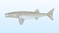 An artist’s reconstruction of Cosmoselachus mehlingi. Image credit: American Museum of Natural History.