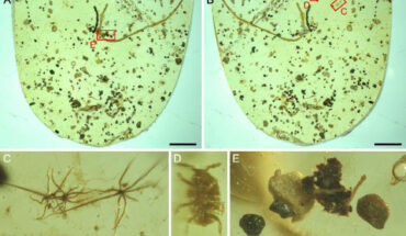 The 99-million-year-old amber piece containing the fossil tapeworm (long tentacle) and other inclusions: (A-B) the overall view of the amber piece; (C) gleicheniacean trichomes; (D) scale insect nymph; (E) sand grains. Scale bars - 2 mm in (A,B), 0.1 mm in (C-E). Image credit: Luo et al., doi: 10.1130/G52071.1.