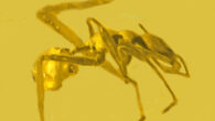 Myrmarachne colombiana. Image credit: George Poinar Jr. / Oregon State University.