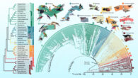 The updated bird family tree delineating 93 million years of evolutionary relationships between 363 bird species. Image credit: Jon Fjeldså / Josefin Stiller.