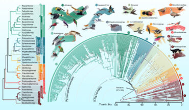 The updated bird family tree delineating 93 million years of evolutionary relationships between 363 bird species. Image credit: Jon Fjeldså / Josefin Stiller.