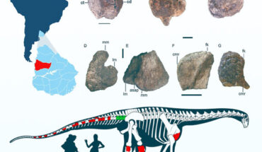 Udelartitan celeste. Image credit: Soto et al., doi: 10.1016/j.cretres.2024.105894.
