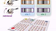 Chettih et al. propose that animals recall episodic memories by reactivating hippocampal barcodes. Image credit: Chettih et al., doi: 10.1016/j.cell.2024.02.032.