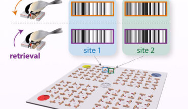 Chettih et al. propose that animals recall episodic memories by reactivating hippocampal barcodes. Image credit: Chettih et al., doi: 10.1016/j.cell.2024.02.032.