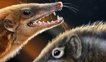 Life reconstruction of Feredocodon chowi (right) and Dianoconodon youngi (left). Image credit: Institute of Vertebrate Paleontology and Paleoanthropology, Chinese Academy of Sciences.